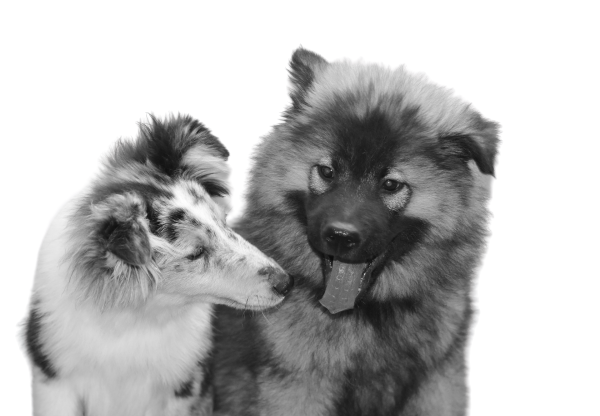 dog-4310684_1920-removebg-preview